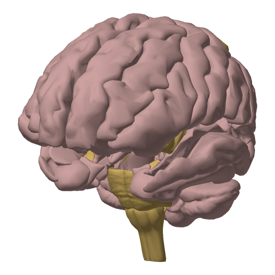 Inside the human brain model preview