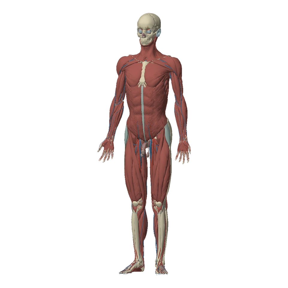 Atlas human anatomy model showing muscles and bones